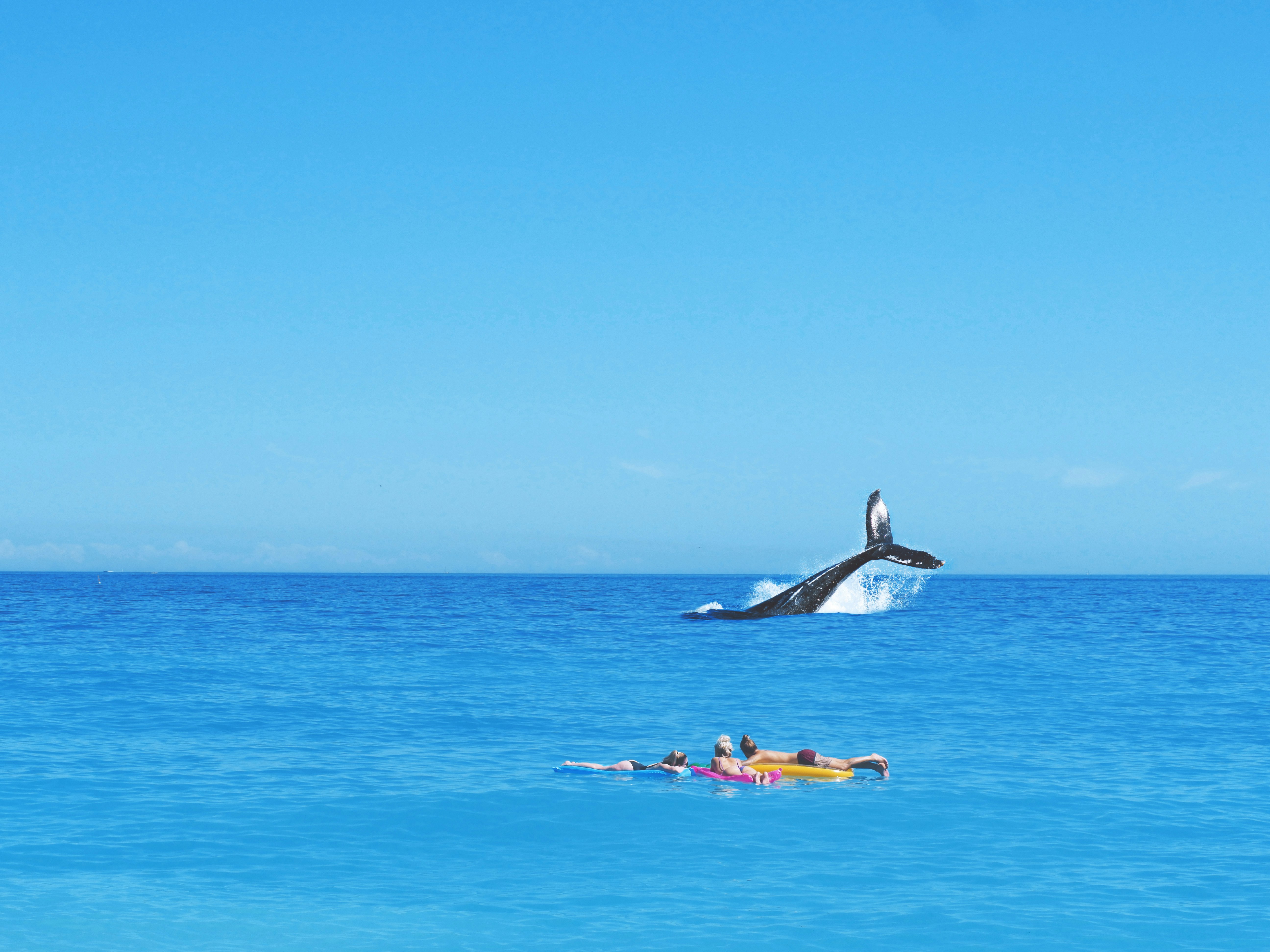 three person watching whale on beach